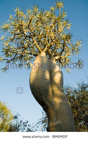 madagascar-mangily-pachypodium-tree-reniala-reserve-bmkmdp